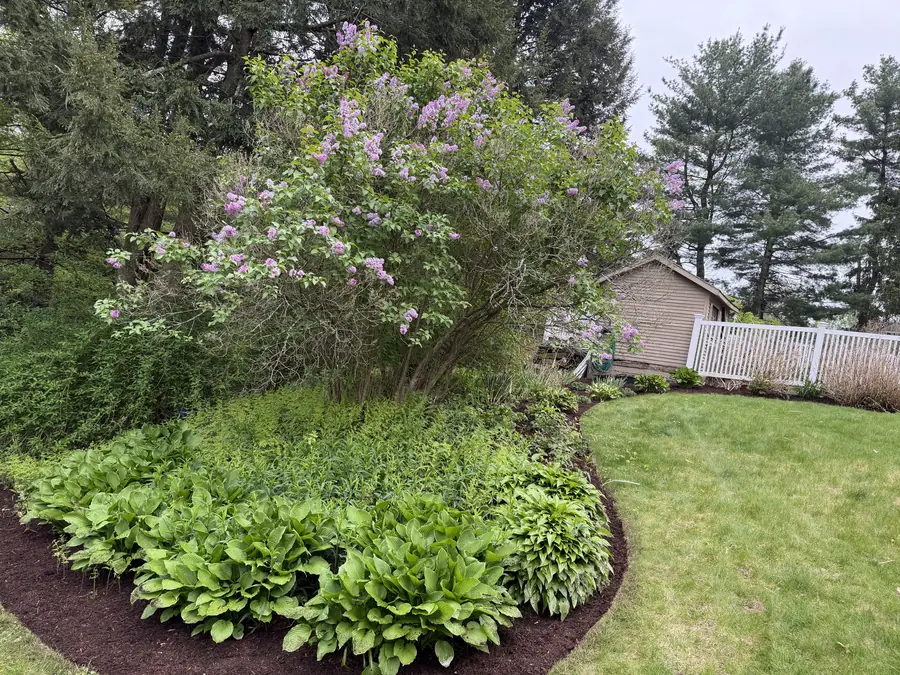 Blooming lilac tree with hosta bed and fresh mulch in Westborough MA